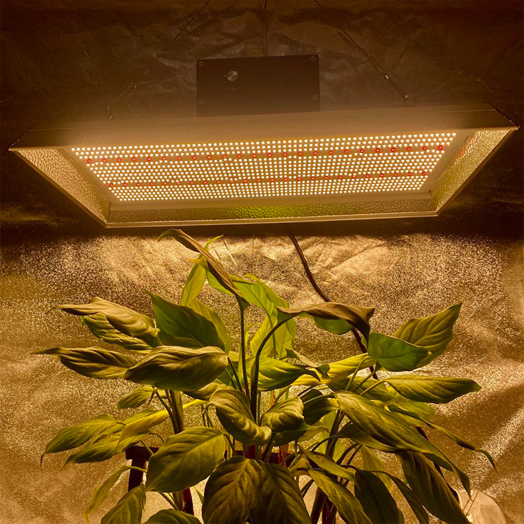 hohe Effizienz für Tomaten professionelle LED wachsen