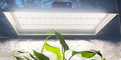 Warum bieten Quantum Board Led Grow Lights die ideale Lösung für den Indoor-Tomatenanbau?