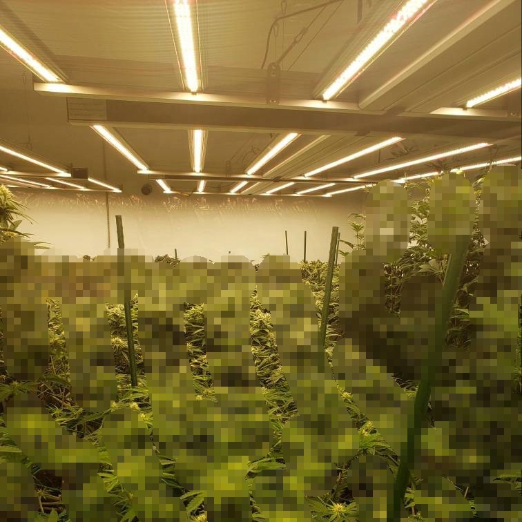 650 Watt Faltbare Spinne LED Wachsen Sie Licht für Topfpflanzen