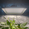 Hydroponisches 100w LED-Wachstumslicht für Chilis