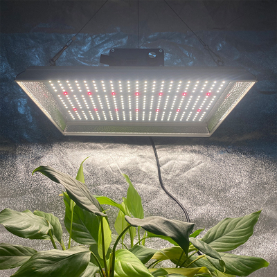 Vollspektrum 100w LED-Wachstumslicht für tropische Pflanzen