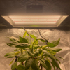 Höchste Bewertung hydroponischen Led wachsen Licht für Tomaten