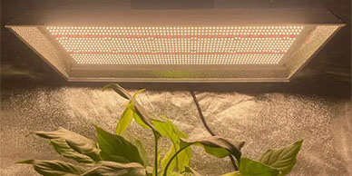 Was sollten wir beim Kauf einer faltbaren Spinne LED Grow Light beachten?
