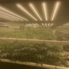 Gewächshaus 1000W LED wachsen Licht für Tomaten