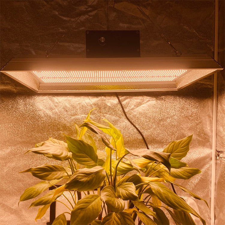 hohe Effizienz für Tomaten professionelle LED wachsen